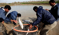 صید 40 تن ماهی قزل‌آلا در تاکستان